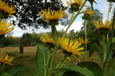 Inula helenium | Echter Alant